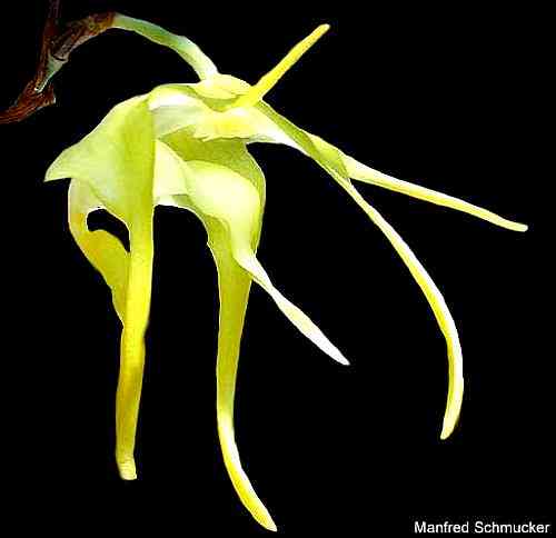 Aeranthes spinosa